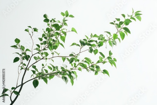 Wallpaper Mural Branch with fresh leaves against white background Torontodigital.ca