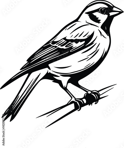 vector drawing of a bird