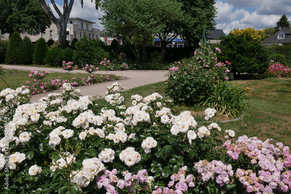 Weiße Rosen im Rosarium Uetersen