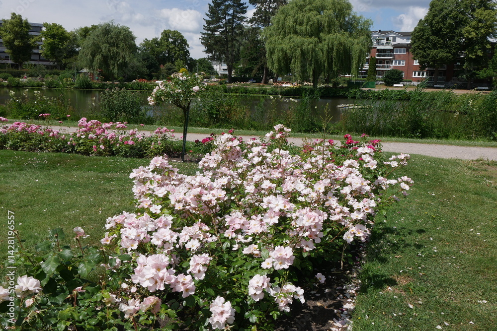 Weiße Rosen und Teich im Rosarium Uetersen