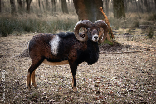 Mufflon im Wald