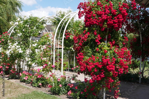 Photos Rote Rosen im Rosarium Uetersen