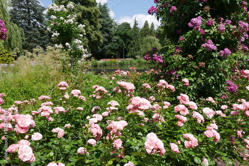 Obraz na płótnie Rosarium Uetersen w salonie