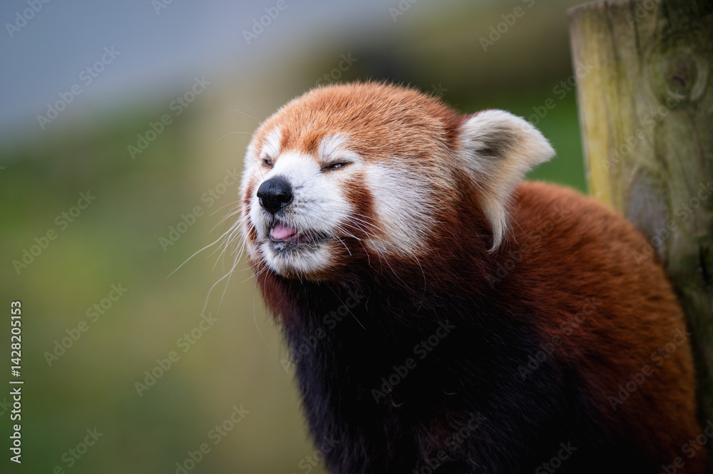 Fototapeta premium Close-up Very Cute Red Panda