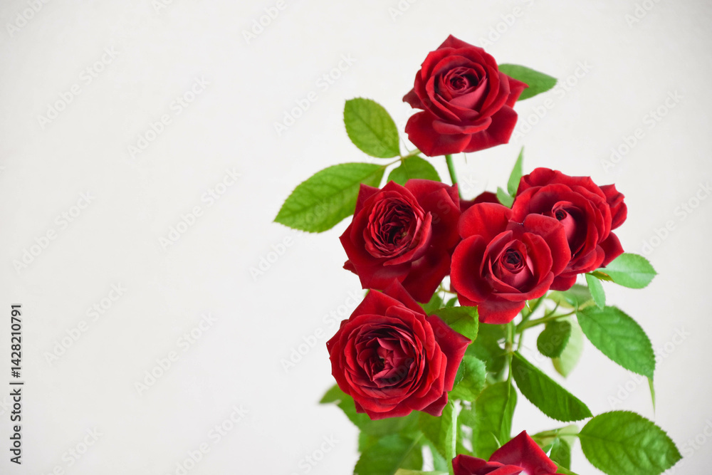 Obraz premium 赤いばら