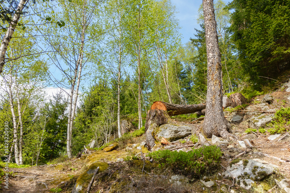 Ein frisch gefällter Baum liegt im Wald