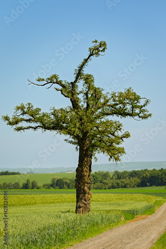 acacia tree reborn after fire. Vachellia tortilis on a beautiful yellow and green field during warm summer day with clear sky