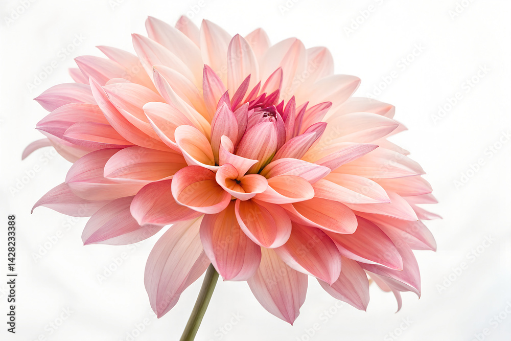 Fototapeta premium Beautiful Pink Dahlia Flower Close-Up
