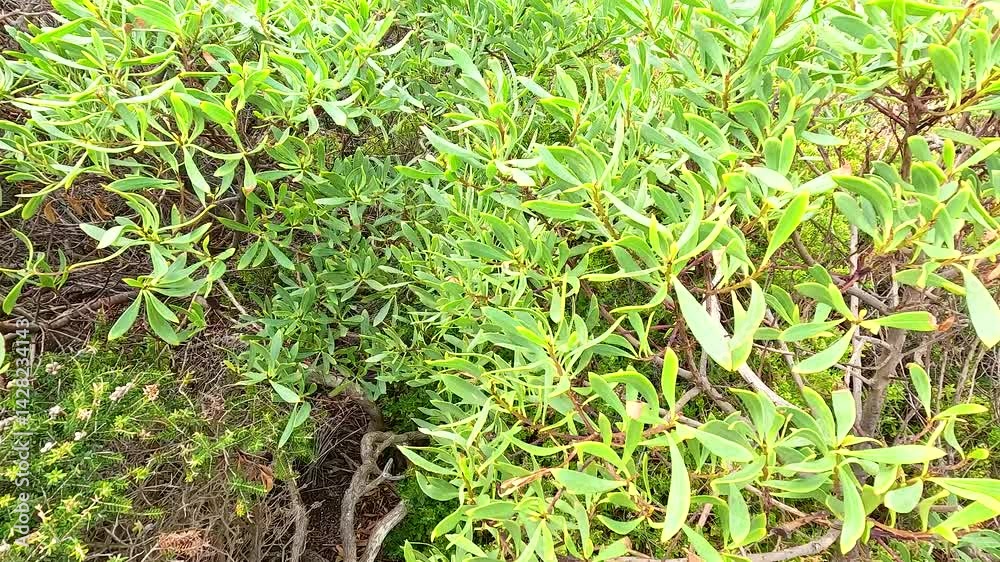 Lush Greenery at Aireys Inlet, Victoria Lush Greenery at Aireys Inlet, Victoria