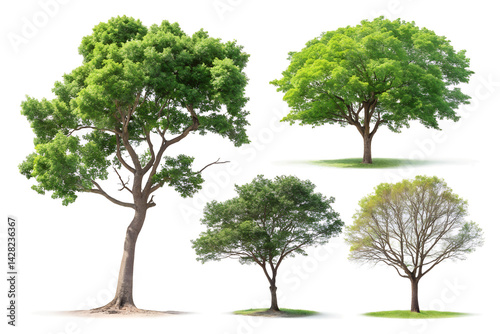 Variety of Green Trees for Landscaping