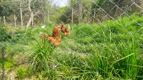 Free-Range Chickens Behind Fence in Green Meadow