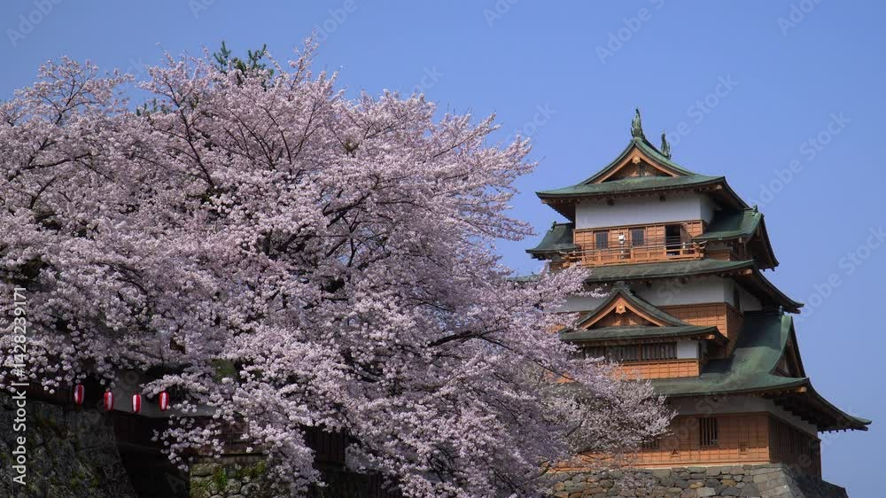 高島公園に咲く満開の桜 高島公園に咲く満開の桜