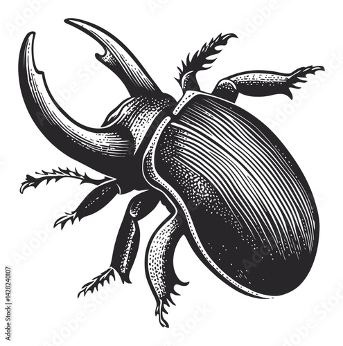 Detailed Hand-Drawn Beetle Illustration in Linocut Style