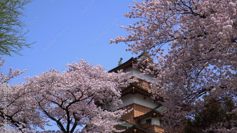 高島公園に咲く満開の桜 高島公園に咲く満開の桜
