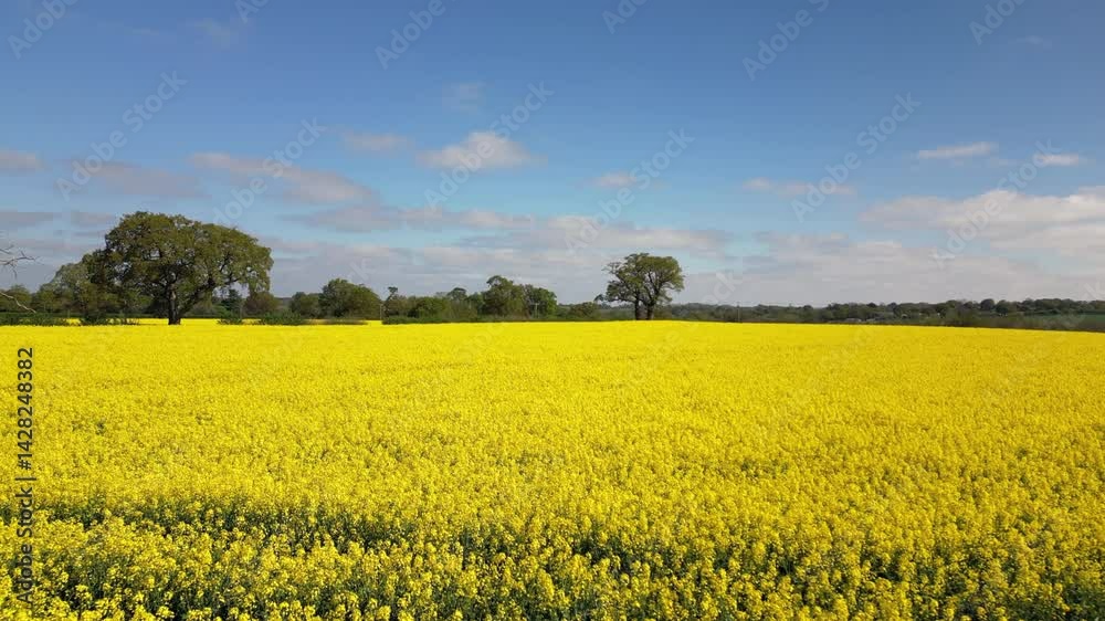 Moving over a bright colourful field of Oilseed Rape crop in the Spring sunshine with an old Oak tree in shade on the edge of the field, Worcestershire, England. Moving over a bright colourful field of Oilseed Rape crop in the Spring sunshine with an old Oak tree in shade on the edge of the field, Worcestershire, England.