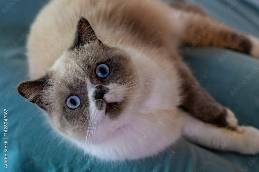 British bicolor shorthair blue point cat lying on the couch.