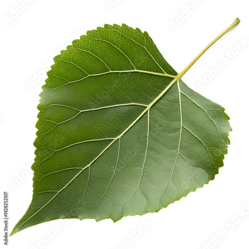 cottonwood tree leaf isolated on transparent background.