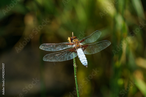 Broad-bodied chaser dragonfly male (Libellula depressa) with large transparent wings and light blue body sitting sits on reed stalk above  pond. Macro of insect