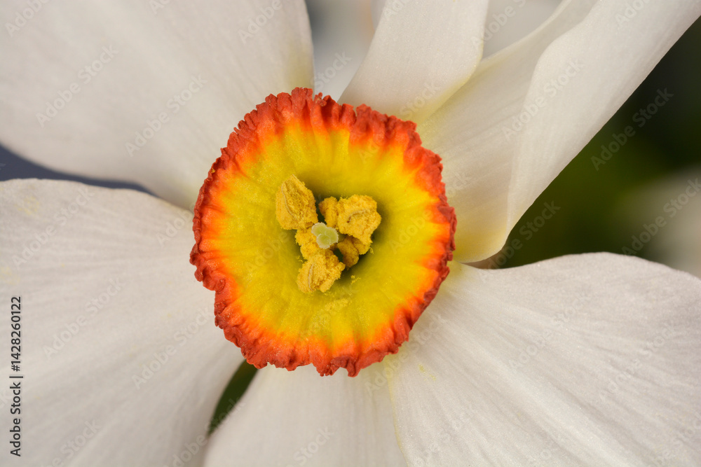 Poets daffodil white flower detail (scientific name - Narcissus poeticus)
