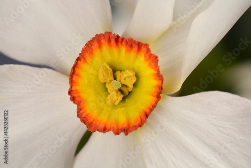 Poets daffodil white flower detail (scientific name - Narcissus poeticus)