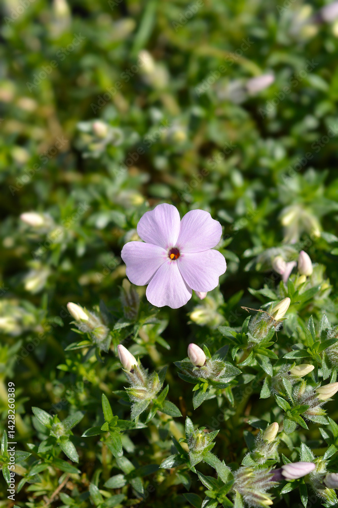 Douglas Moss Phlox Lilac Cloud pink flowers (scientific name - Phlox douglasii)