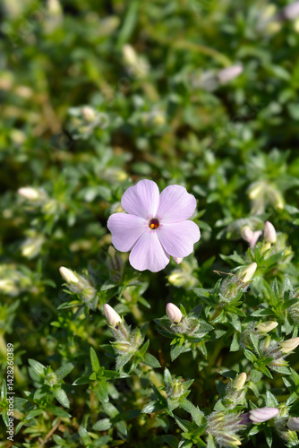 Obraz na płótnie Douglas Moss Phlox Lilac Cloud pink flowers (scientific name - Phlox douglasii) w salonie