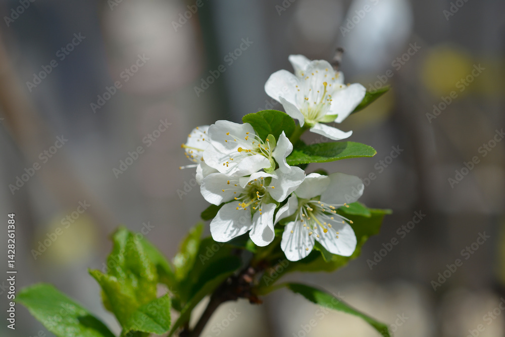 Plum Topfirst