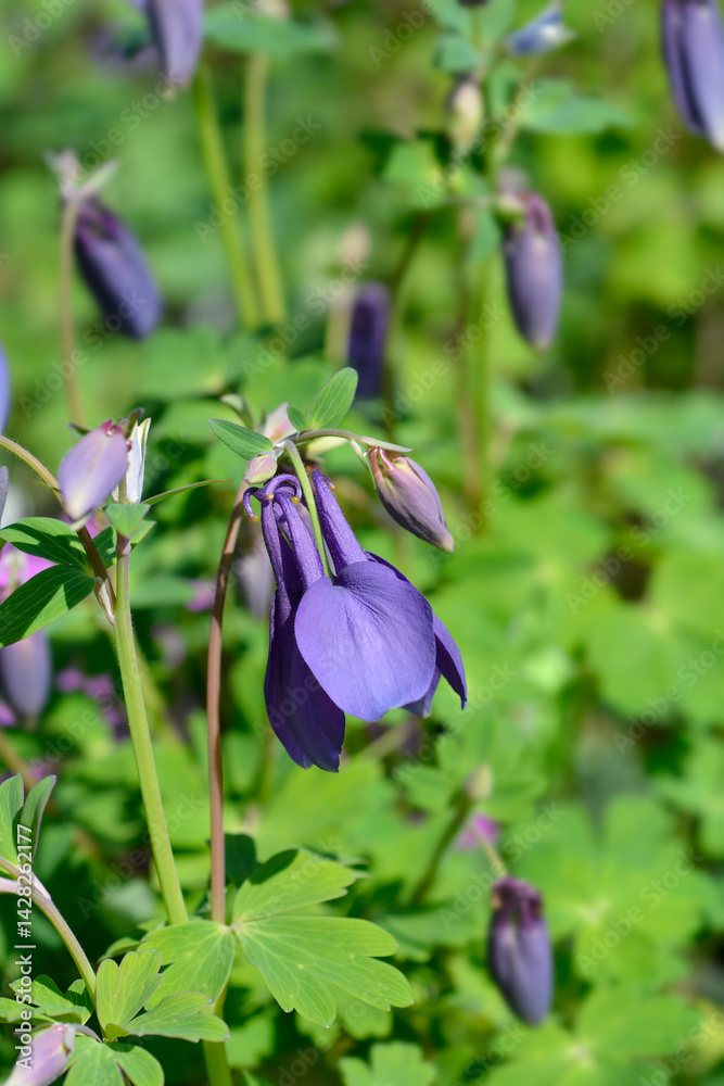 Columbine Spring Magic Navy and White blue flower (scientific name - Aquilegia hybrida)