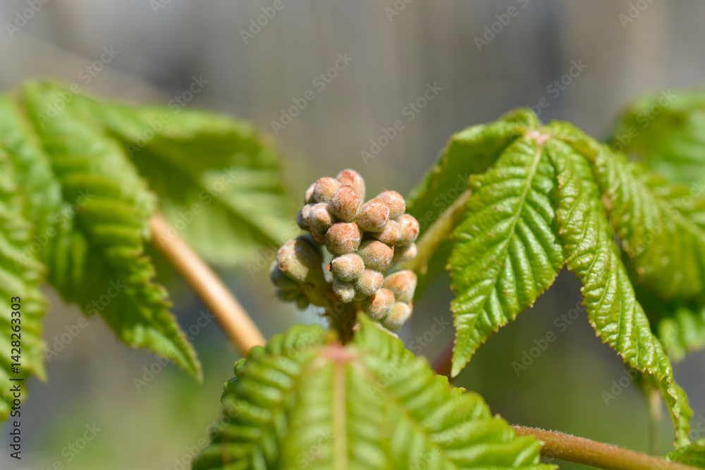 Red horse chestnut Briotii branch with flower buds (scientific name - Aesculus x carnea)