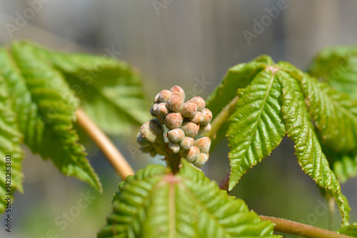 Obraz na płótnie Red horse chestnut Briotii branch with flower buds (scientific name - Aesculus x carnea) w salonie