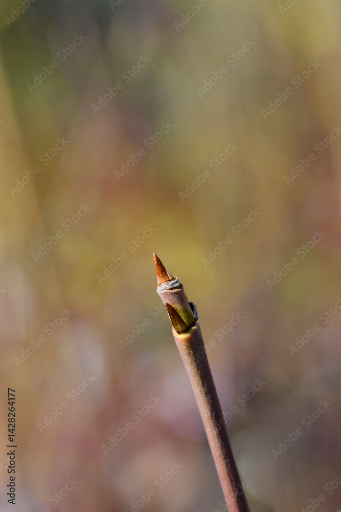 Flowering dogwood Schmetterling branch with leaf buds (scientific name - Cornus kousa var. chinensis)