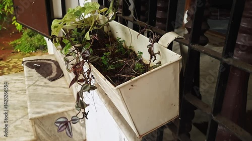 Inchplant or epipremnum aureum plant grown in a metal hanging pot in a house