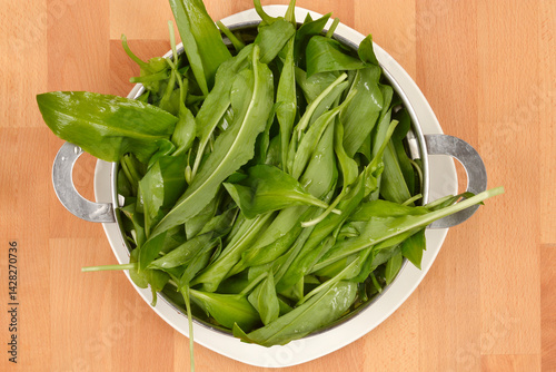 Freshly picked wild garlic or bears garlic (Allium ursinum) leaves are gathered in a white colander with metal handles, placed on a wooden surface