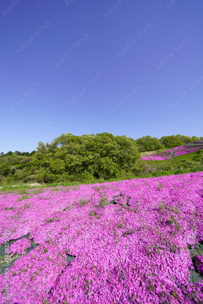 青空に映える芝桜
