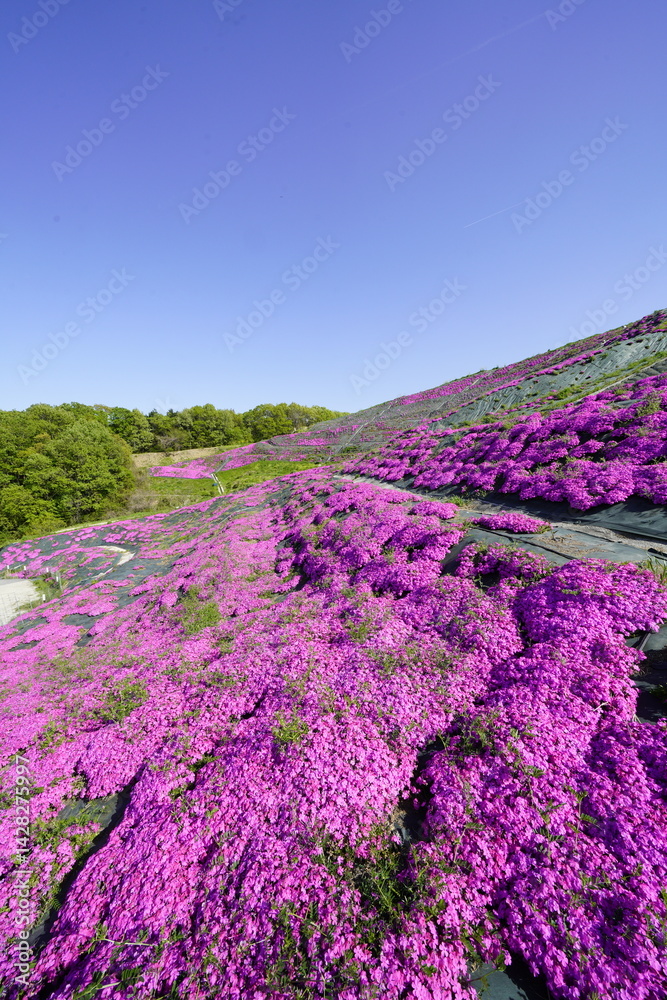 青空に映える芝桜