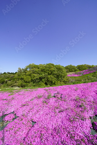 Obraz na płótnie 青空に映える芝桜 w salonie