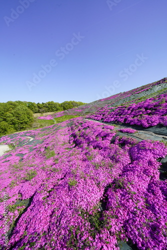 Obraz na płótnie 青空に映える芝桜 w salonie