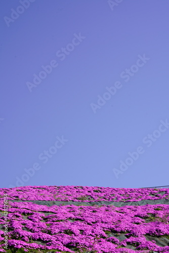 Obraz na płótnie 青空に映える芝桜 w salonie