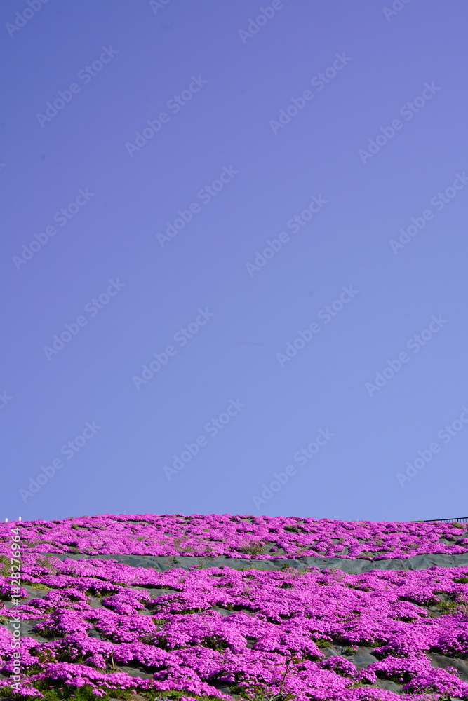 青空に映える芝桜
