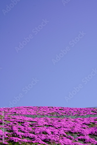 Obraz na płótnie 青空に映える芝桜 w salonie
