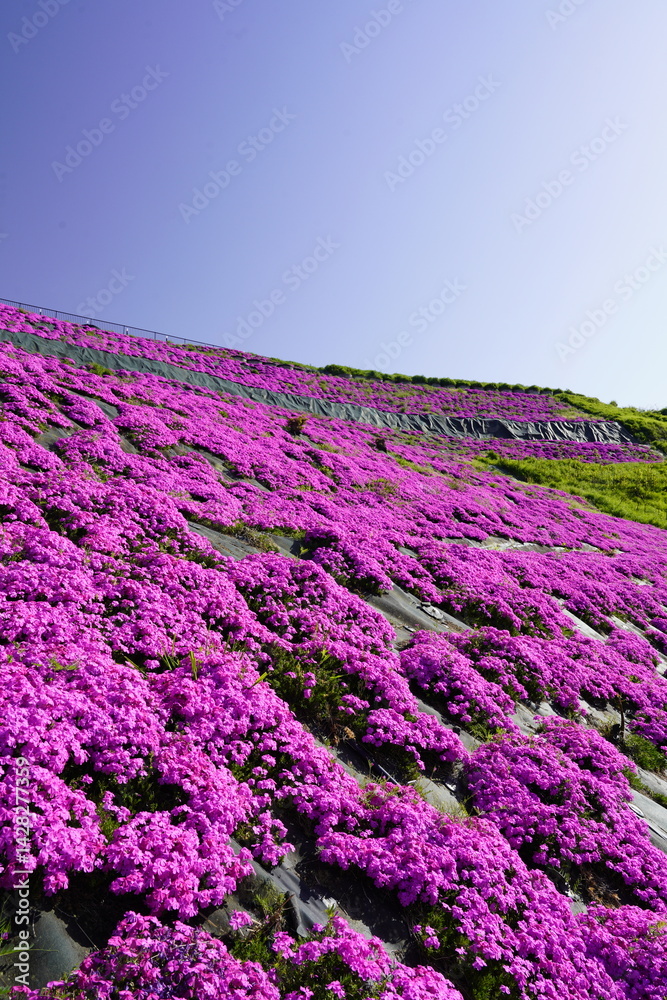 青空に映える芝桜
