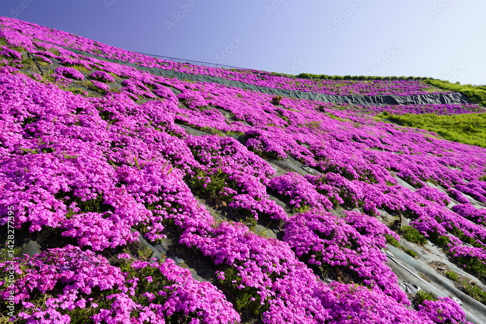 青空に映える芝桜