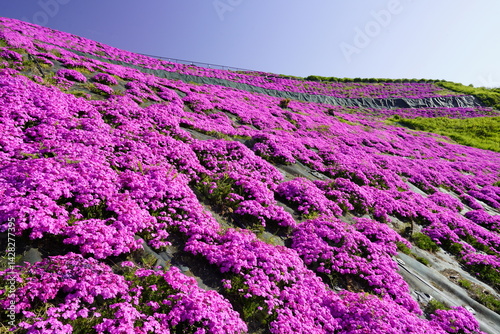 Obraz na płótnie 青空に映える芝桜 w salonie