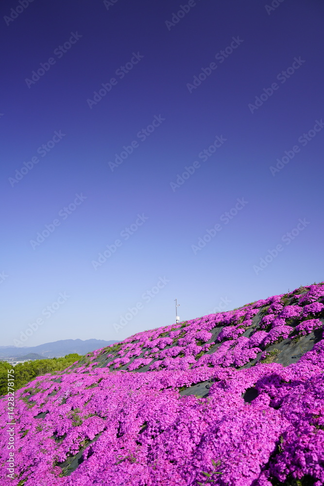 青空に映える芝桜