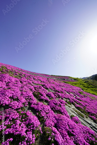 Obraz na płótnie 青空に映える芝桜 w salonie