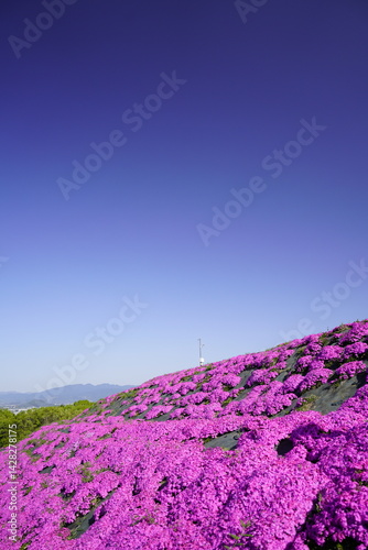 Obraz na płótnie 青空に映える芝桜 w salonie