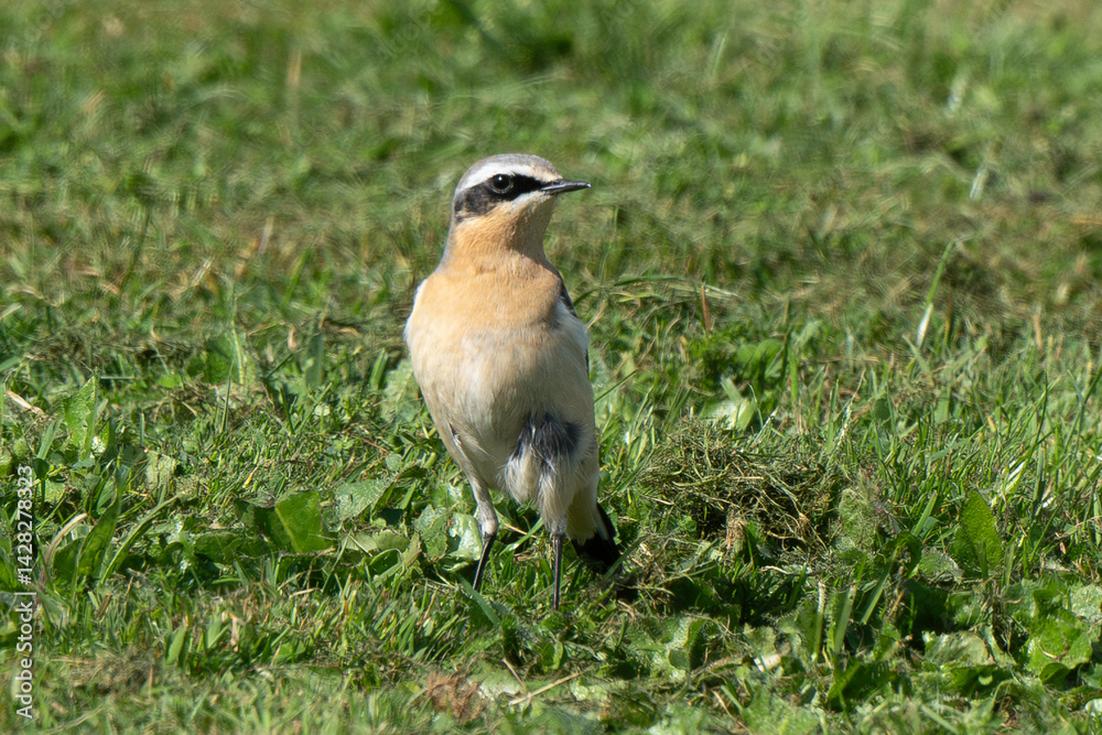 Traquet motteux,.Oenanthe oenanthe, Northern Wheatear
