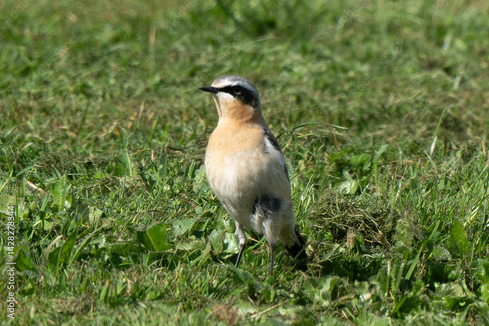Traquet motteux,.Oenanthe oenanthe, Northern Wheatear