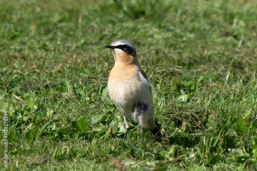 Obraz na płótnie Traquet motteux,.Oenanthe oenanthe, Northern Wheatear w salonie