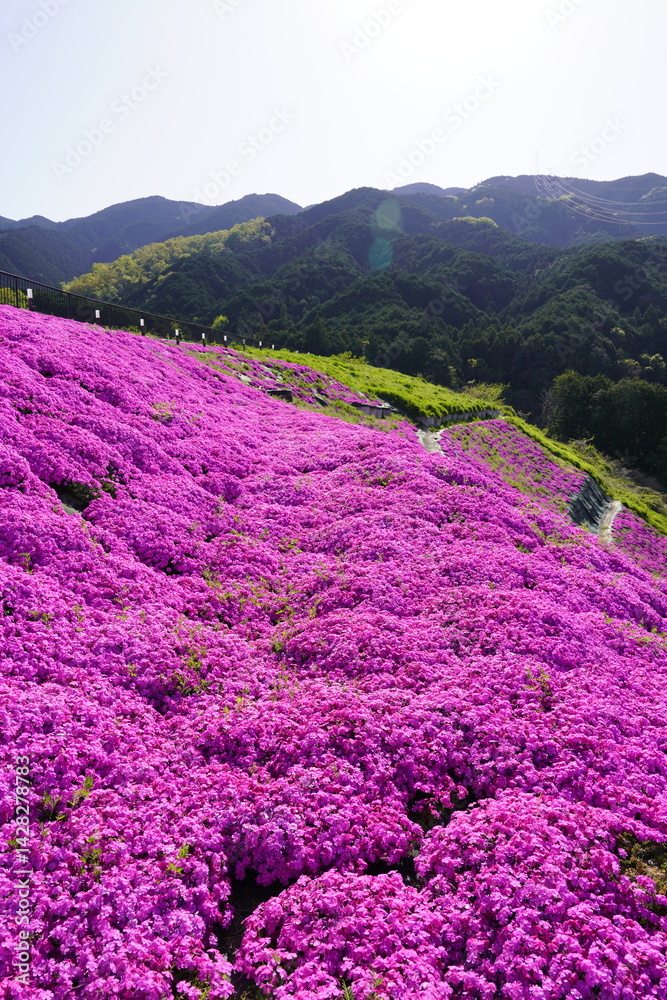 青空に映える芝桜